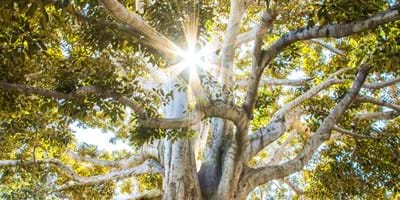 The Holy Spirit: The Healing of the Holy Spirit