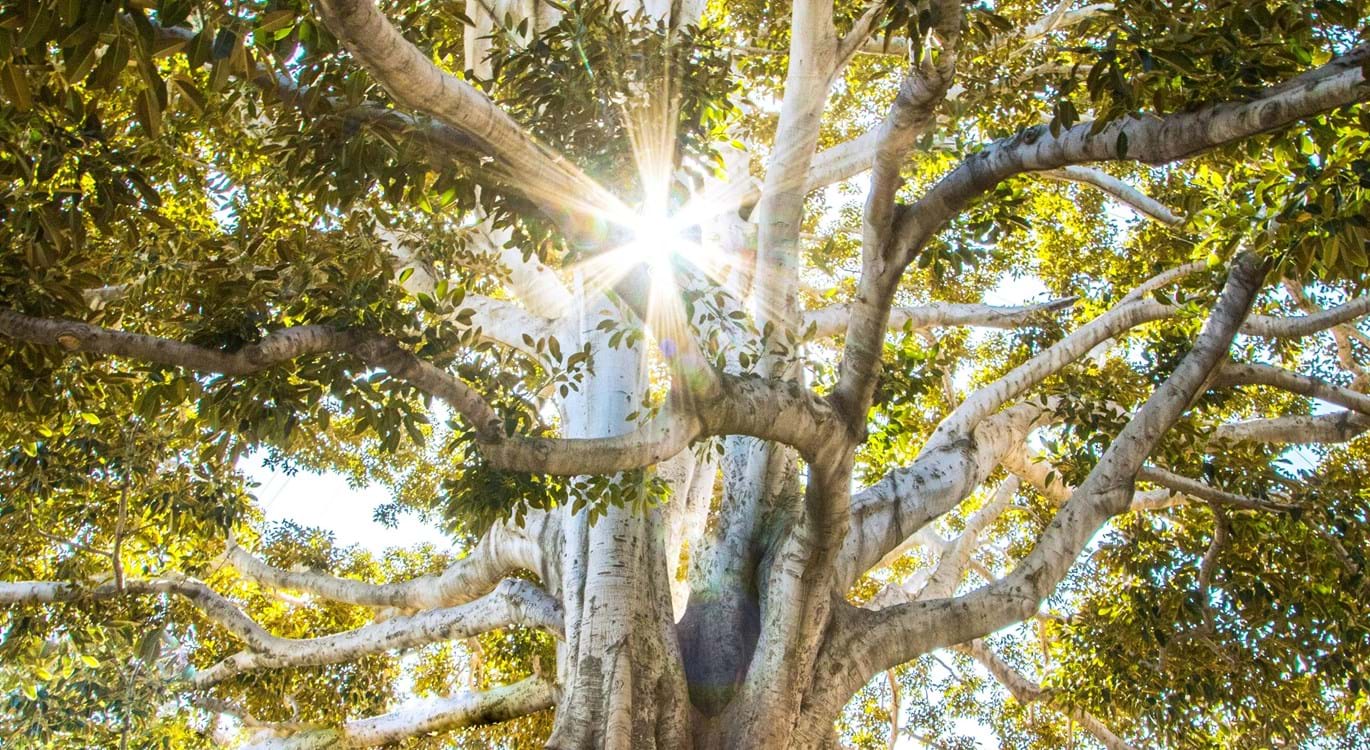 The Holy Spirit: The Healing of the Holy Spirit