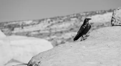 Ready for a King (4) - God's Response to Rejection